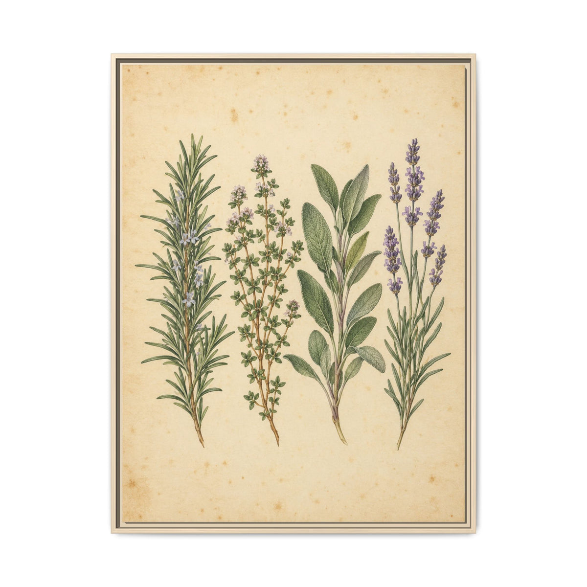 Herb Garden Study · Framed Canvas