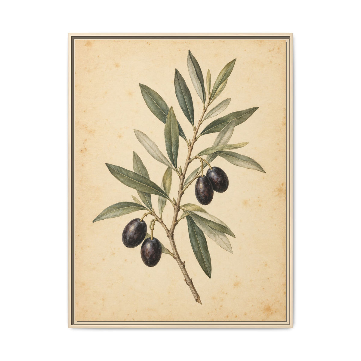 Olive Bough · Framed Canvas