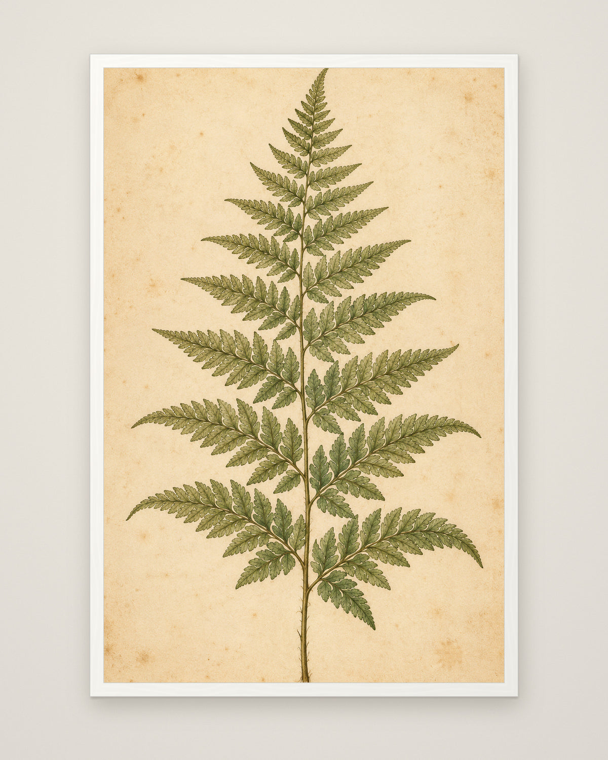 Fern Study by Clementine Hale, Museum Edition framed edge to edge in a white box frame, 60 × 90 cm and 80 × 120 cm