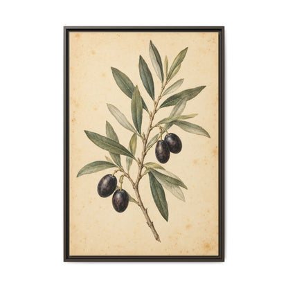 Olive Bough · Framed Canvas