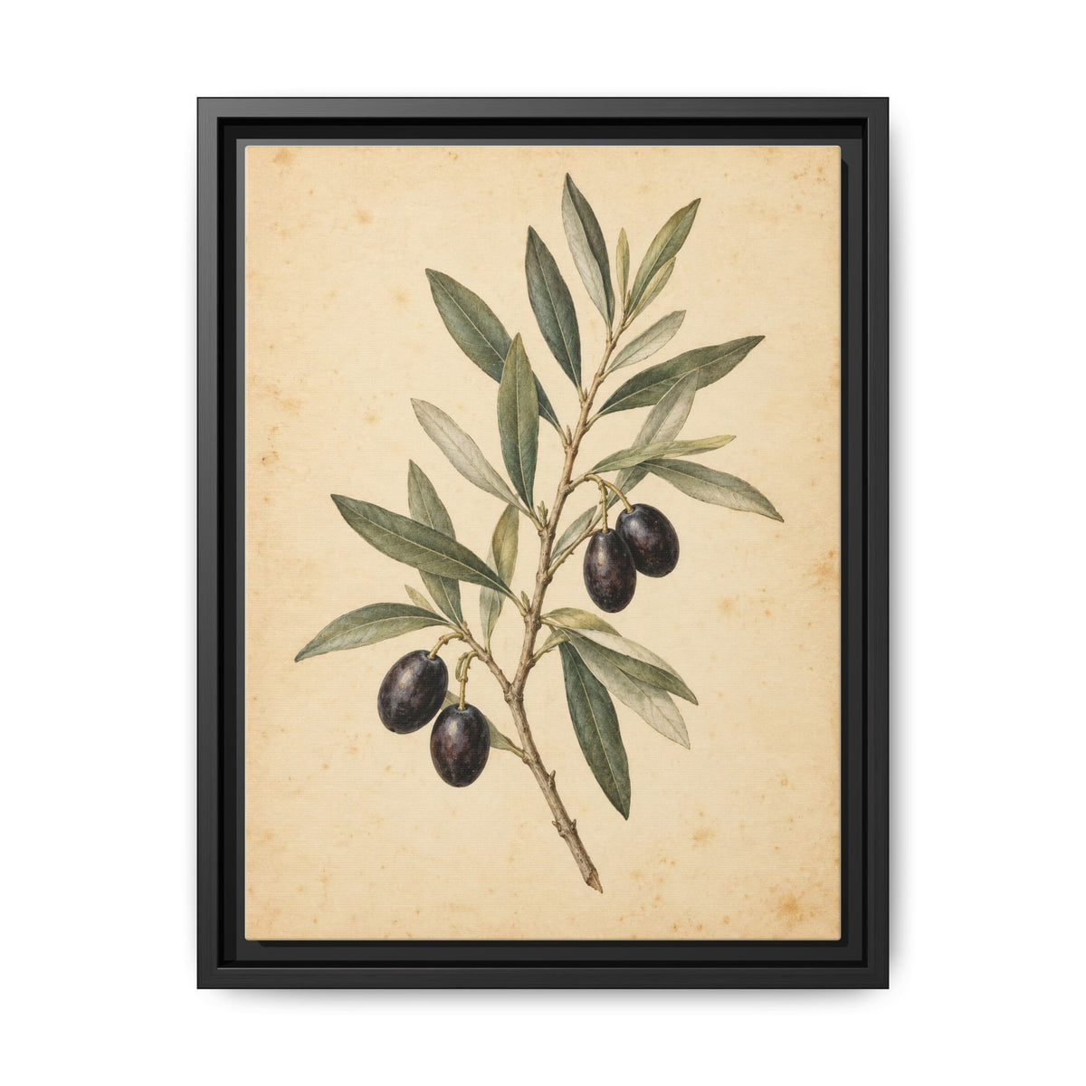 Olive Bough · Framed Canvas
