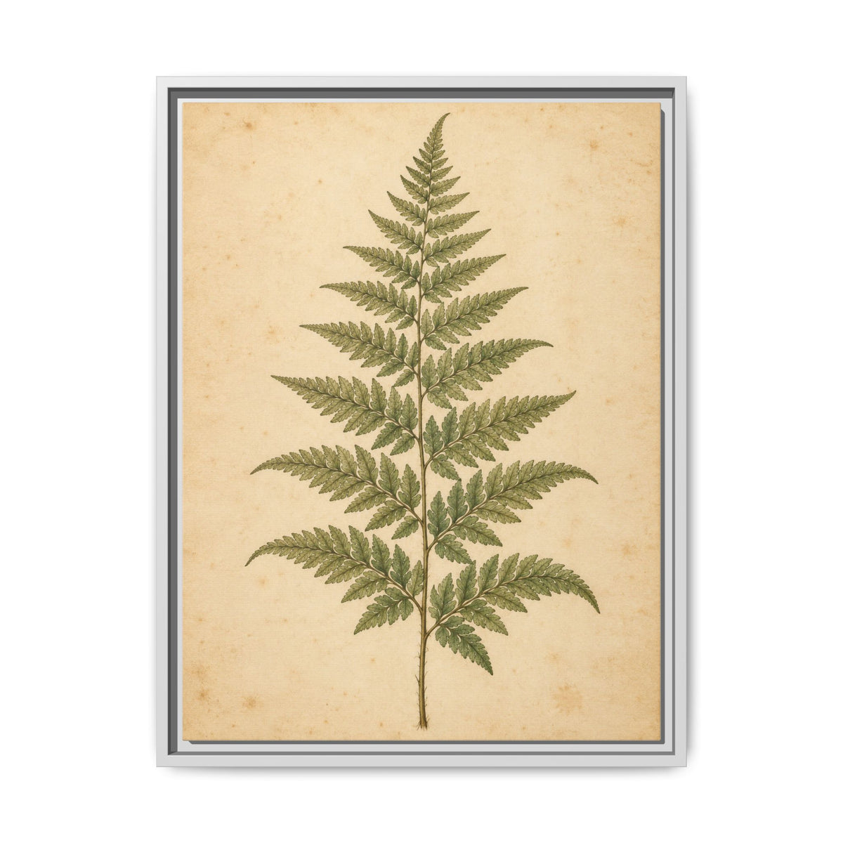Fern Study · Framed Canvas