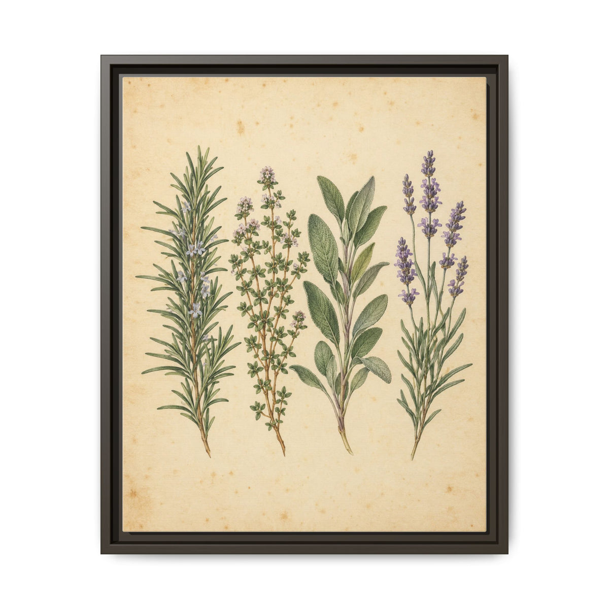 Herb Garden Study · Framed Canvas