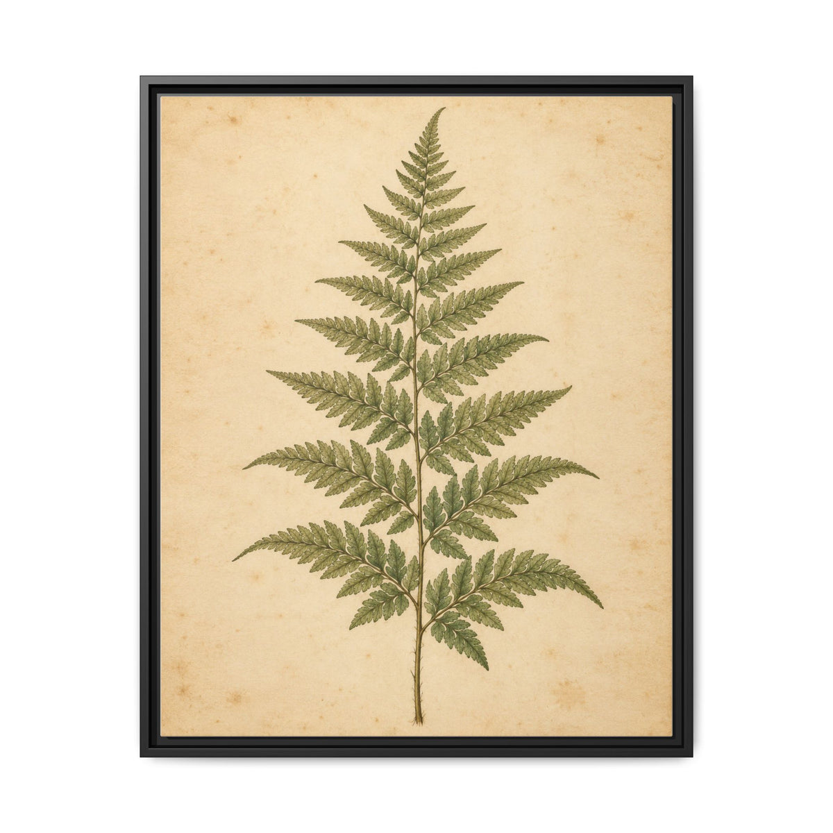 Fern Study · Framed Canvas