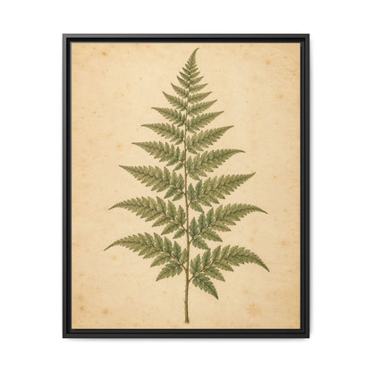 Fern Study · Framed Canvas