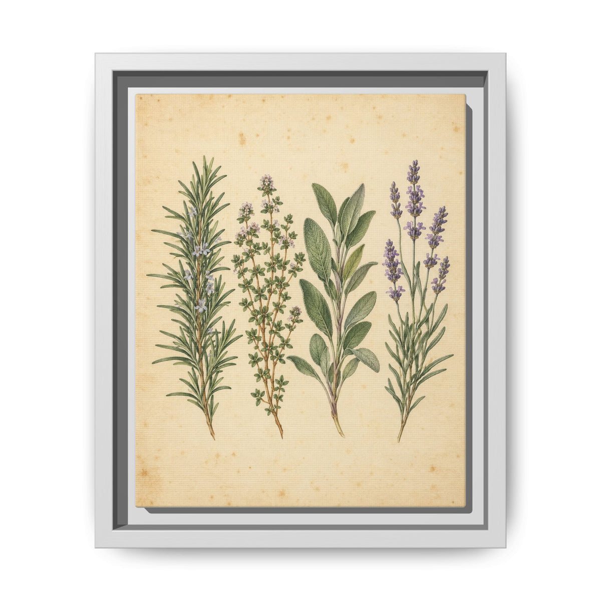 Herb Garden Study · Framed Canvas