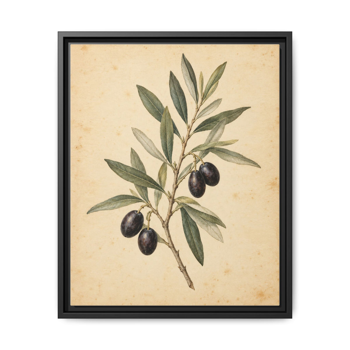 Olive Bough · Framed Canvas