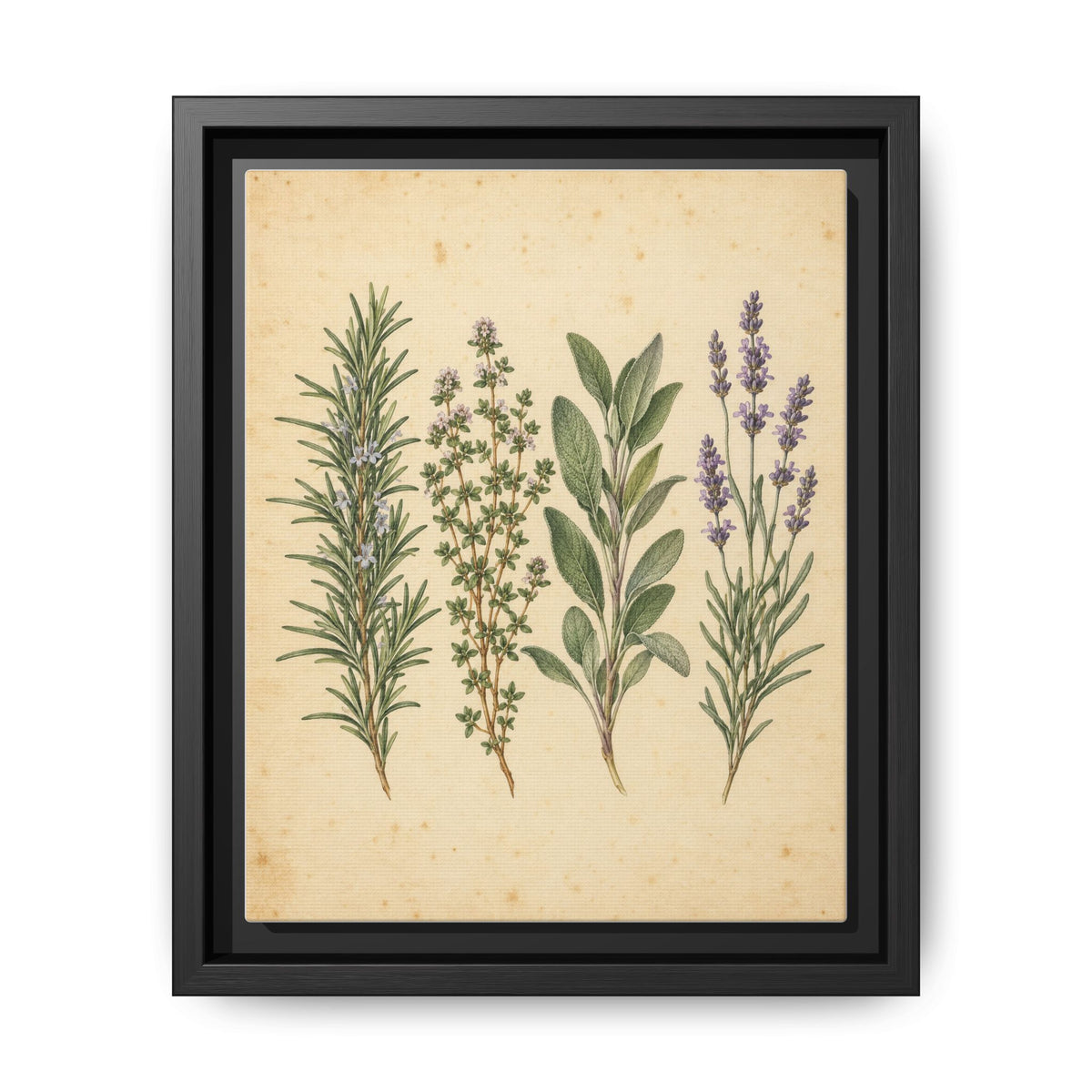 Herb Garden Study · Framed Canvas