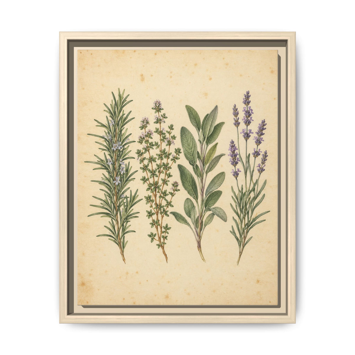 Herb Garden Study · Framed Canvas