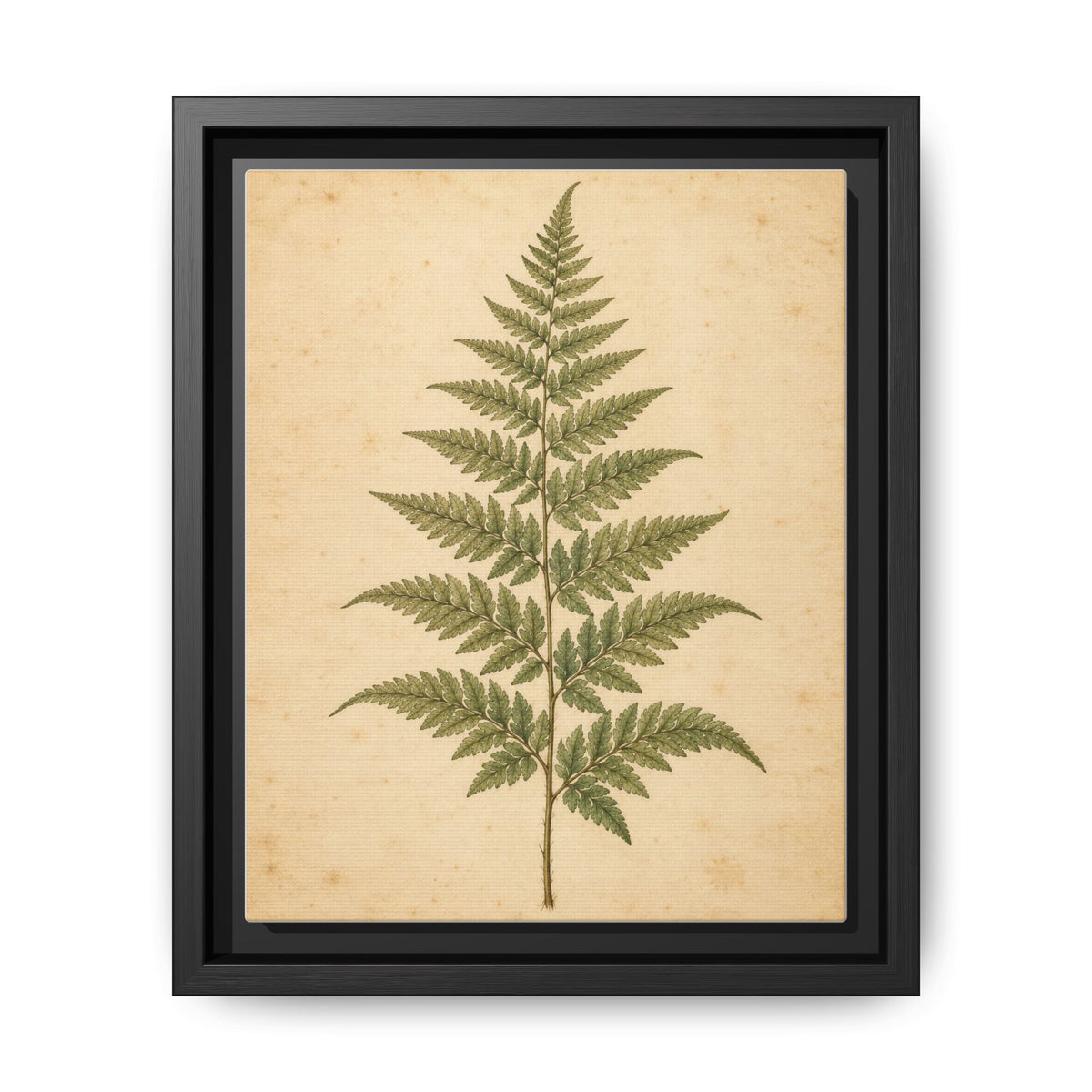 Fern Study · Framed Canvas