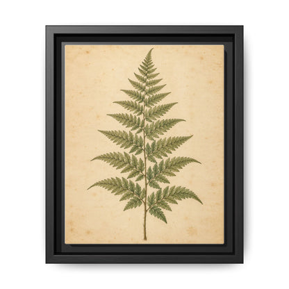 Fern Study · Framed Canvas