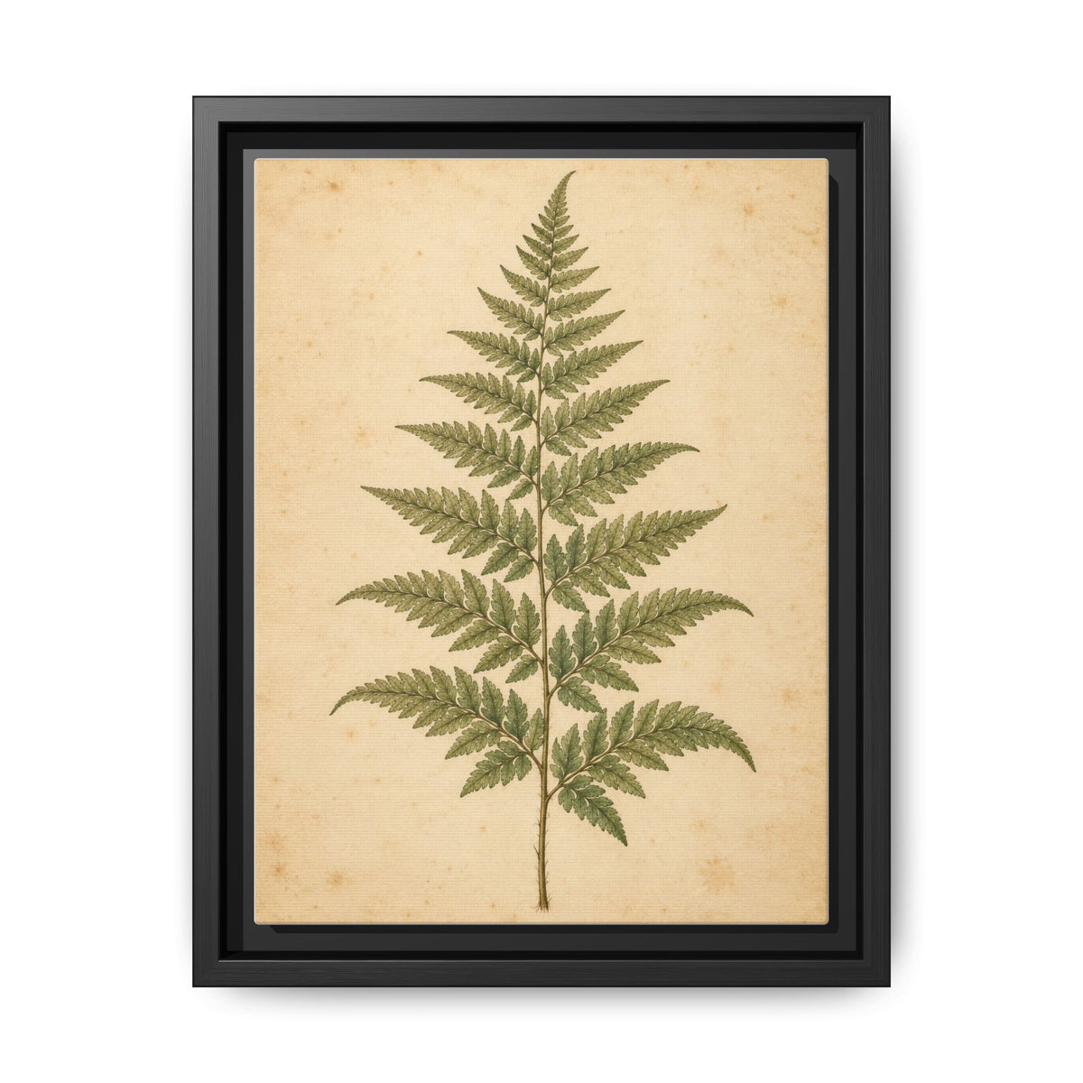 Fern Study · Framed Canvas