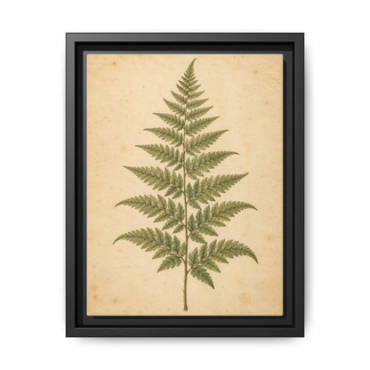 Fern Study · Framed Canvas