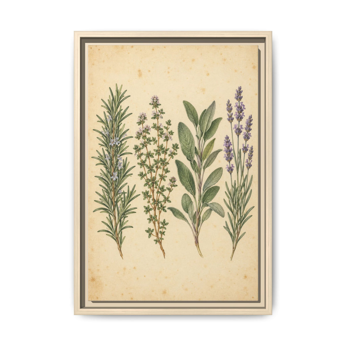 Herb Garden Study · Framed Canvas