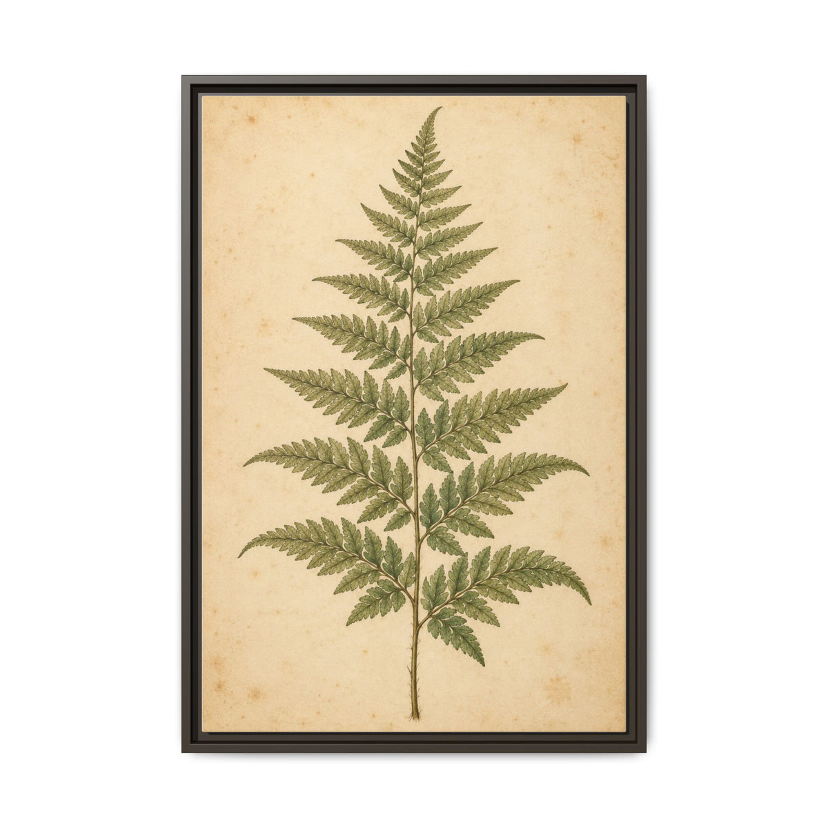 Fern Study · Framed Canvas