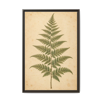 Fern Study · Framed Canvas