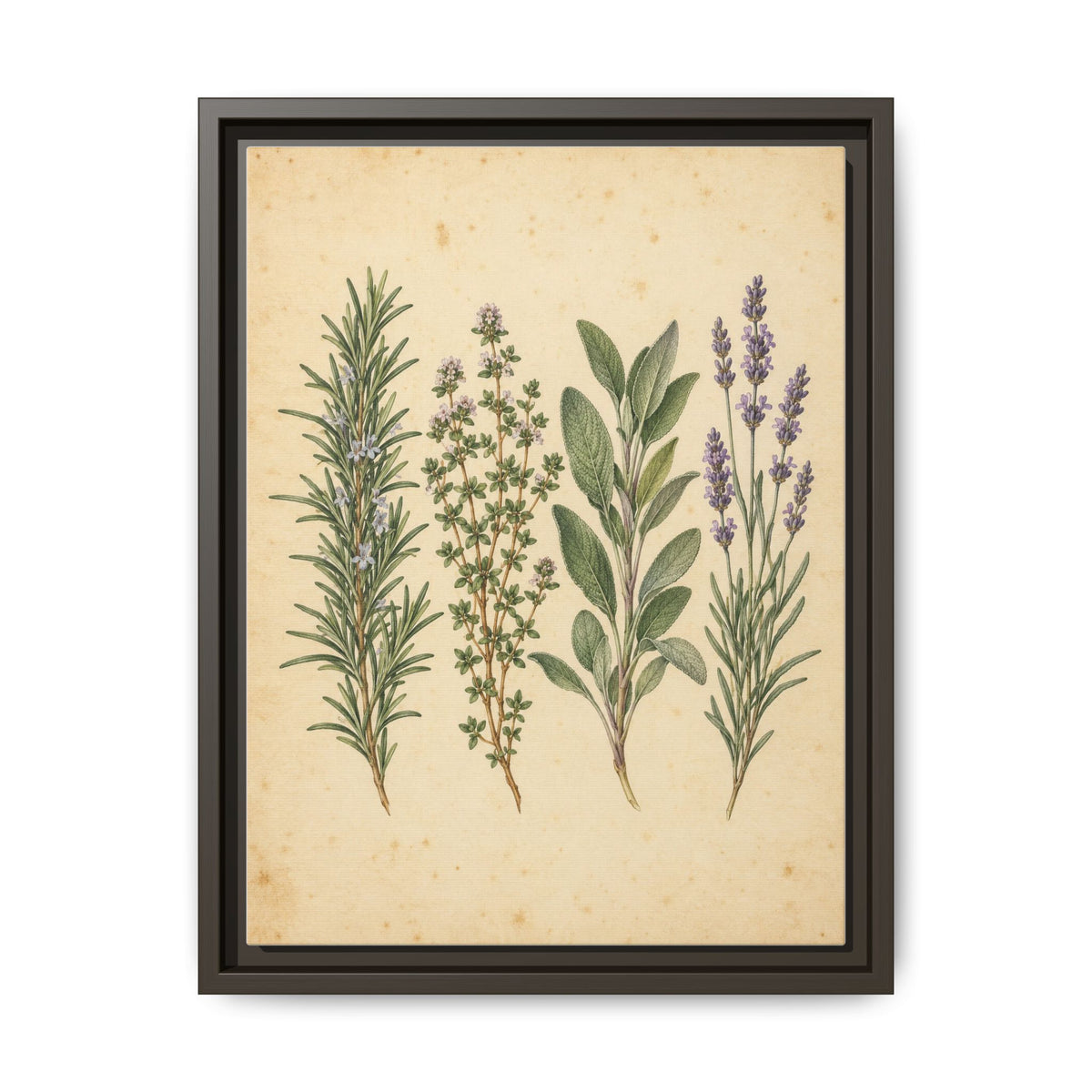 Herb Garden Study · Framed Canvas