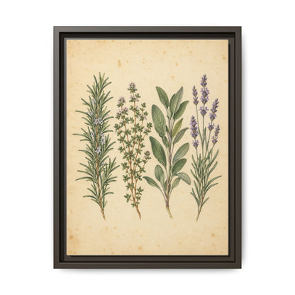 Herb Garden Study · Framed Canvas