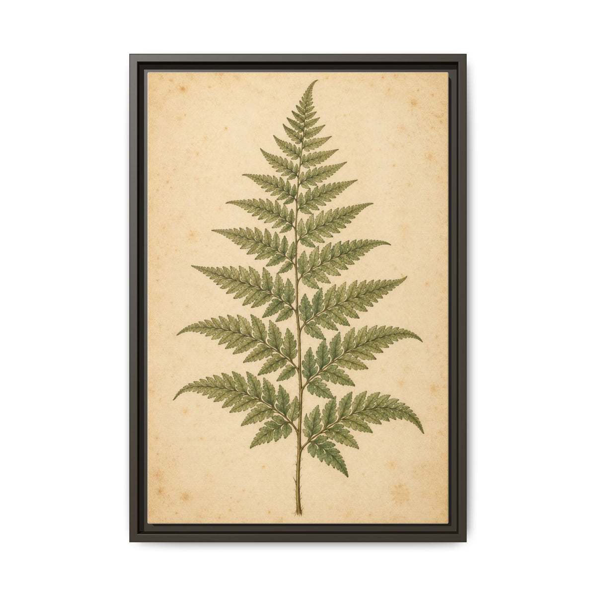 Fern Study · Framed Canvas