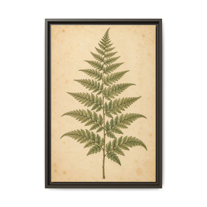 Fern Study · Framed Canvas