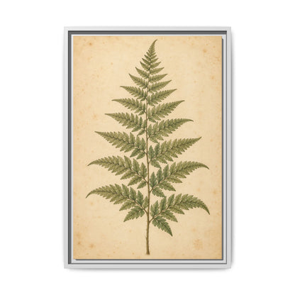 Fern Study · Framed Canvas