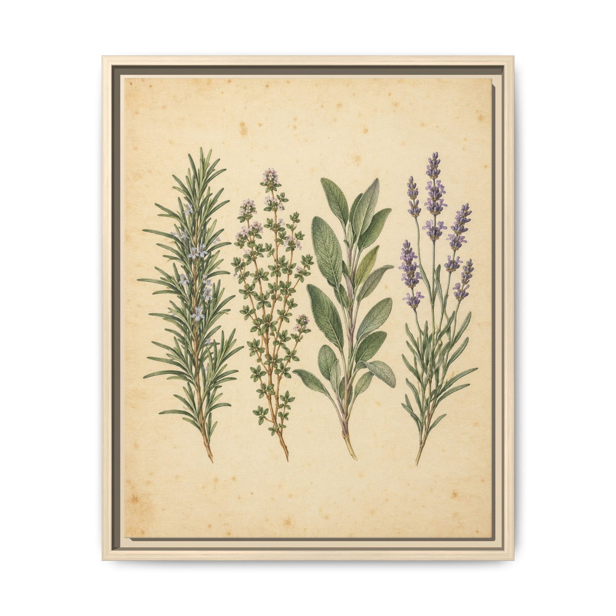 Herb Garden Study · Framed Canvas
