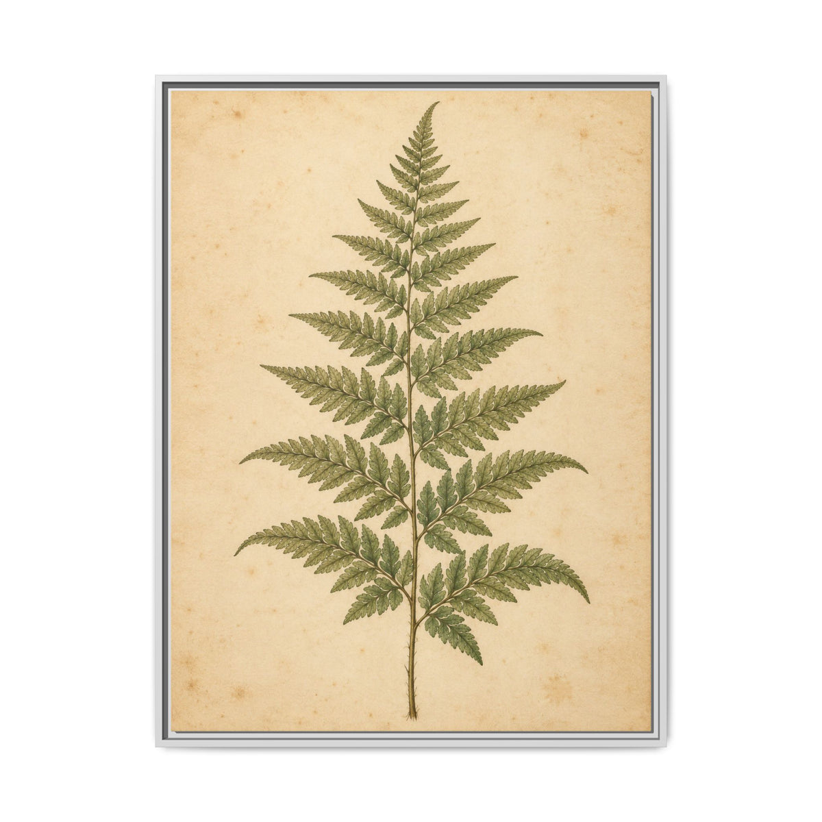 Fern Study · Framed Canvas