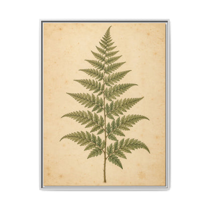 Fern Study · Framed Canvas