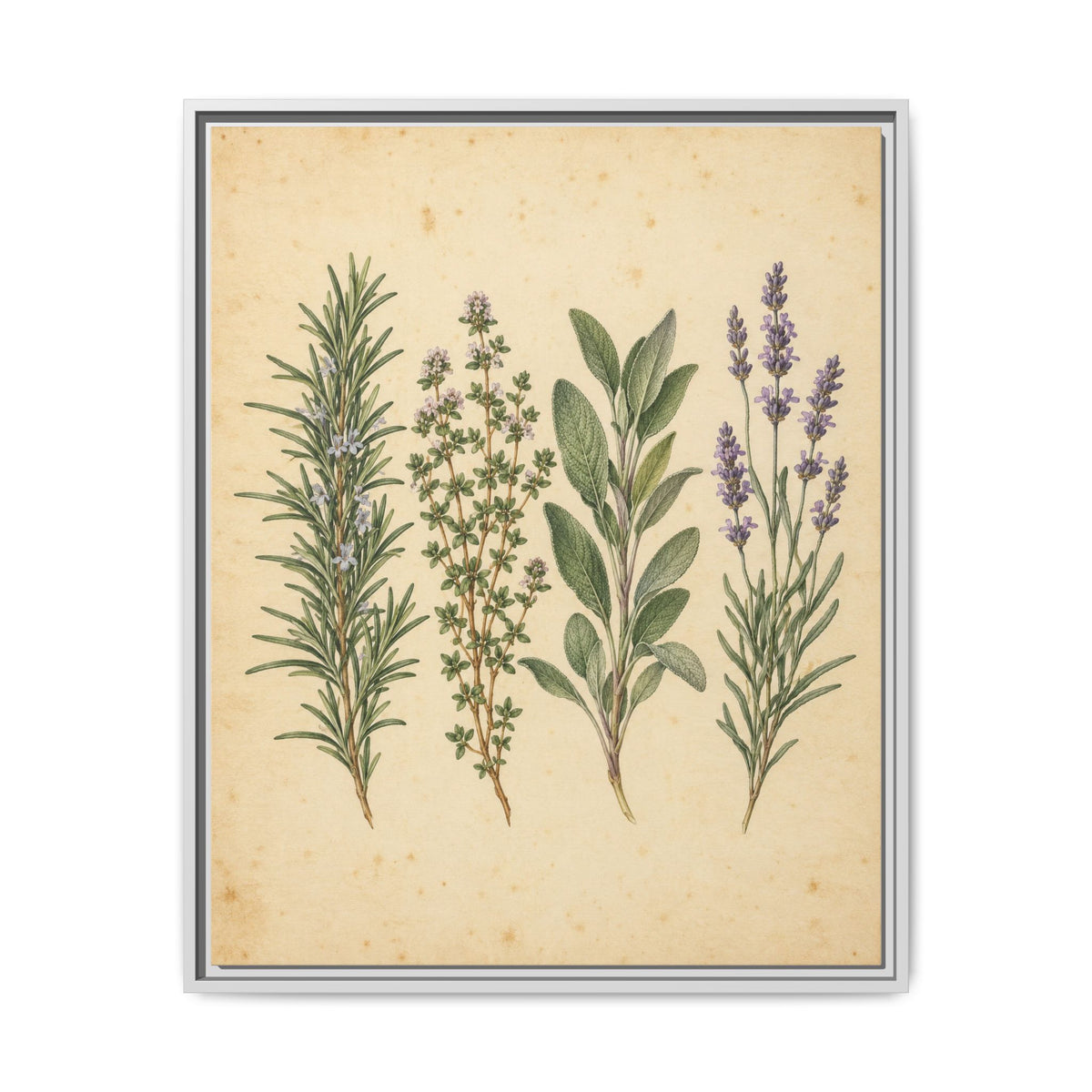 Herb Garden Study · Framed Canvas