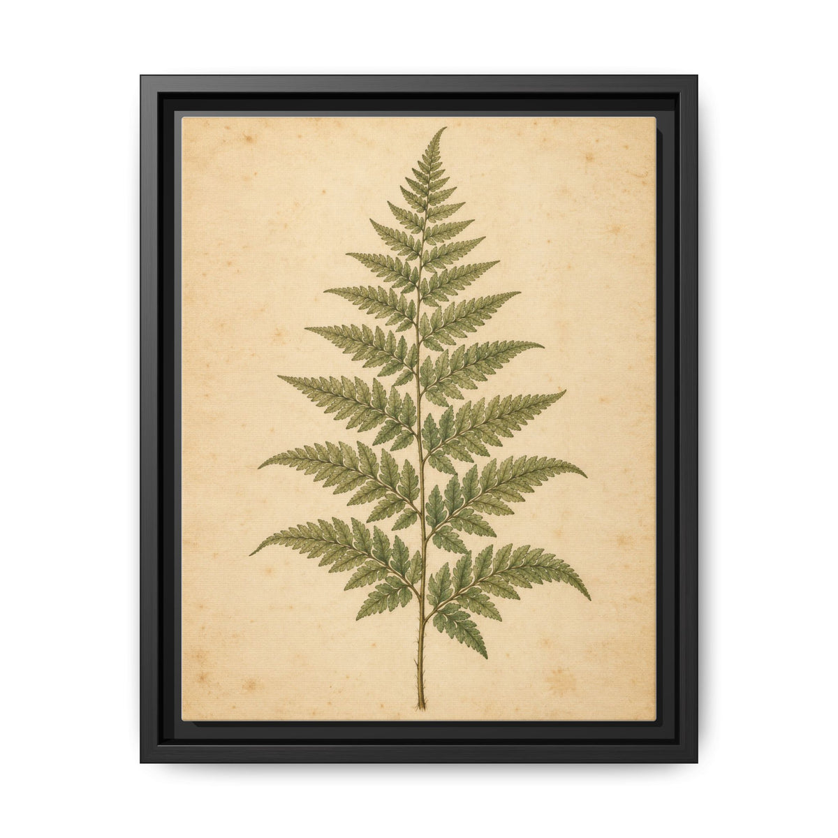 Fern Study · Framed Canvas