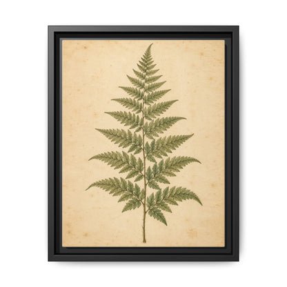 Fern Study · Framed Canvas