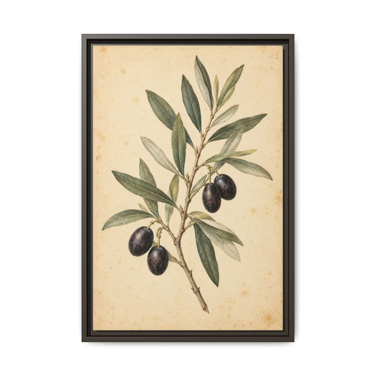 Olive Bough · Framed Canvas