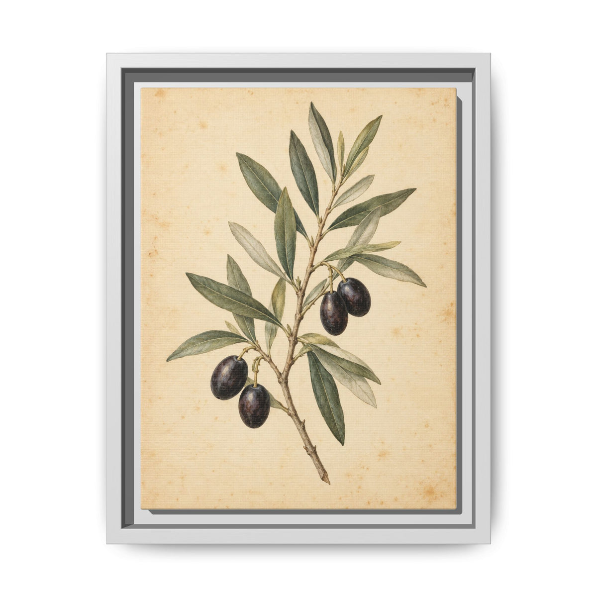 Olive Bough · Framed Canvas