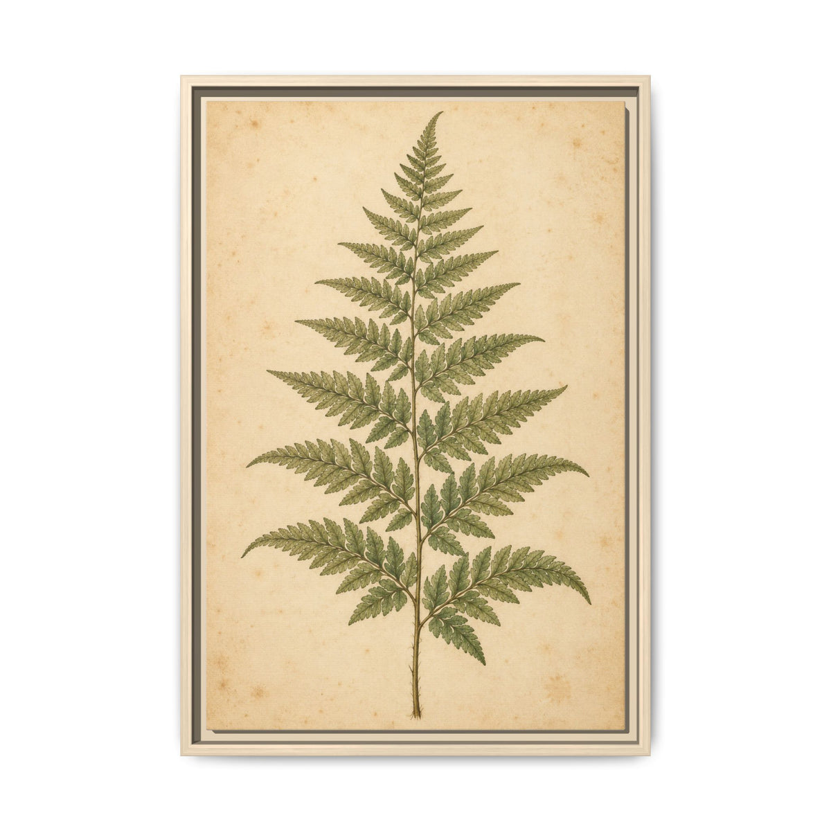Fern Study · Framed Canvas