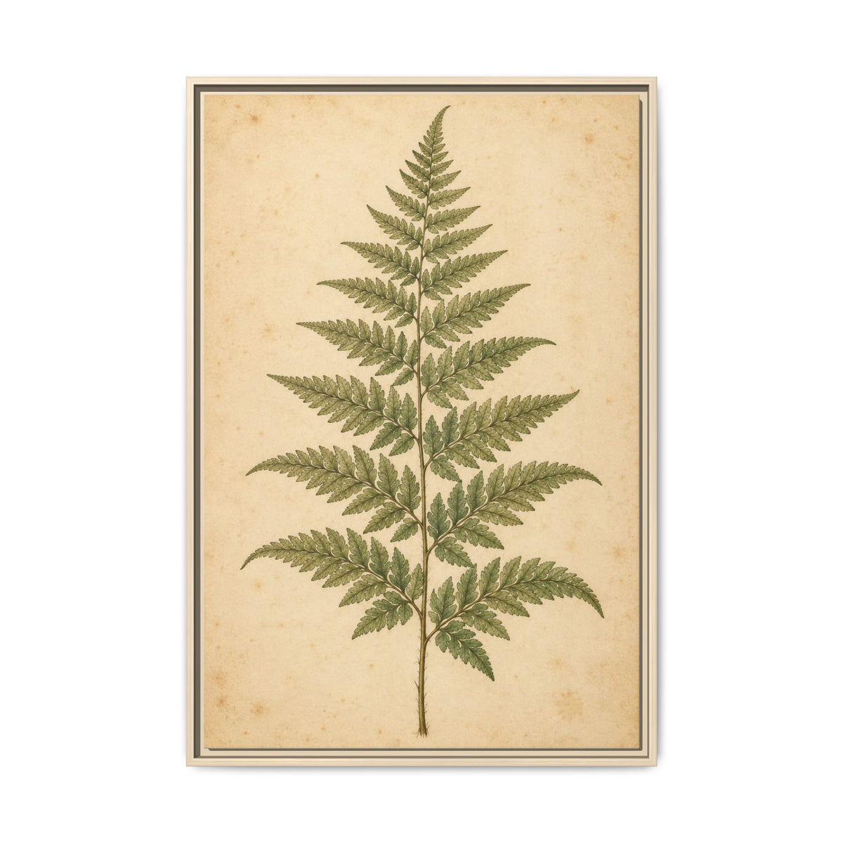 Fern Study · Framed Canvas