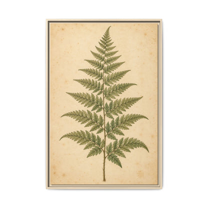Fern Study · Framed Canvas