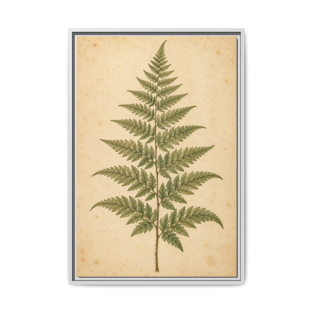 Fern Study · Framed Canvas