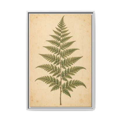 Fern Study · Framed Canvas