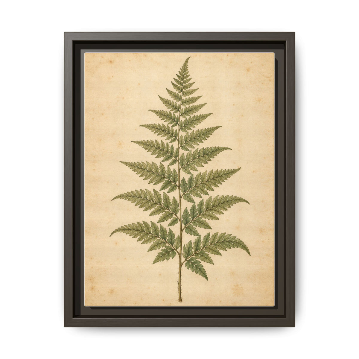 Fern Study · Framed Canvas