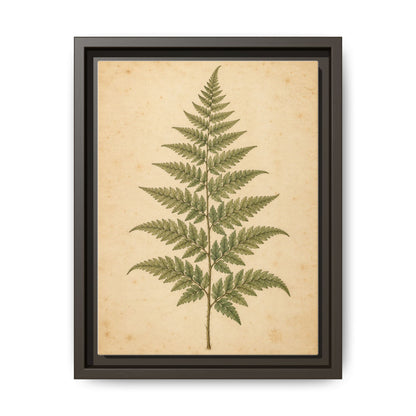 Fern Study · Framed Canvas