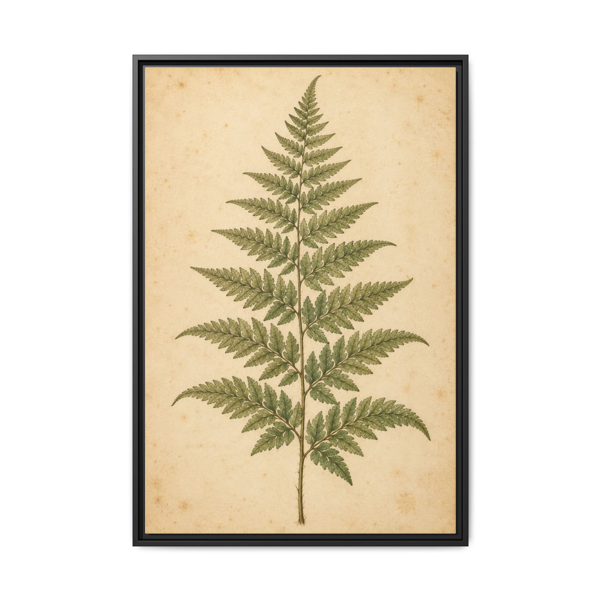Fern Study · Framed Canvas