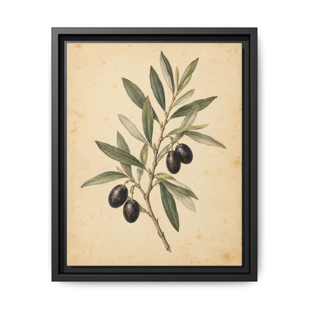 Olive Bough · Framed Canvas