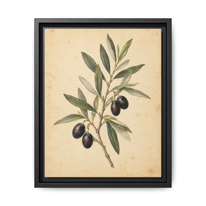 Olive Bough · Framed Canvas