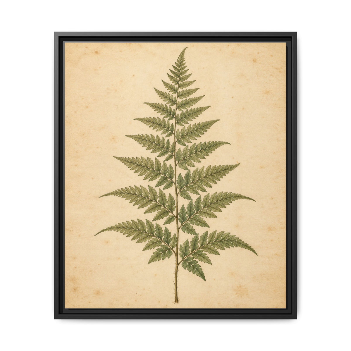 Fern Study · Framed Canvas