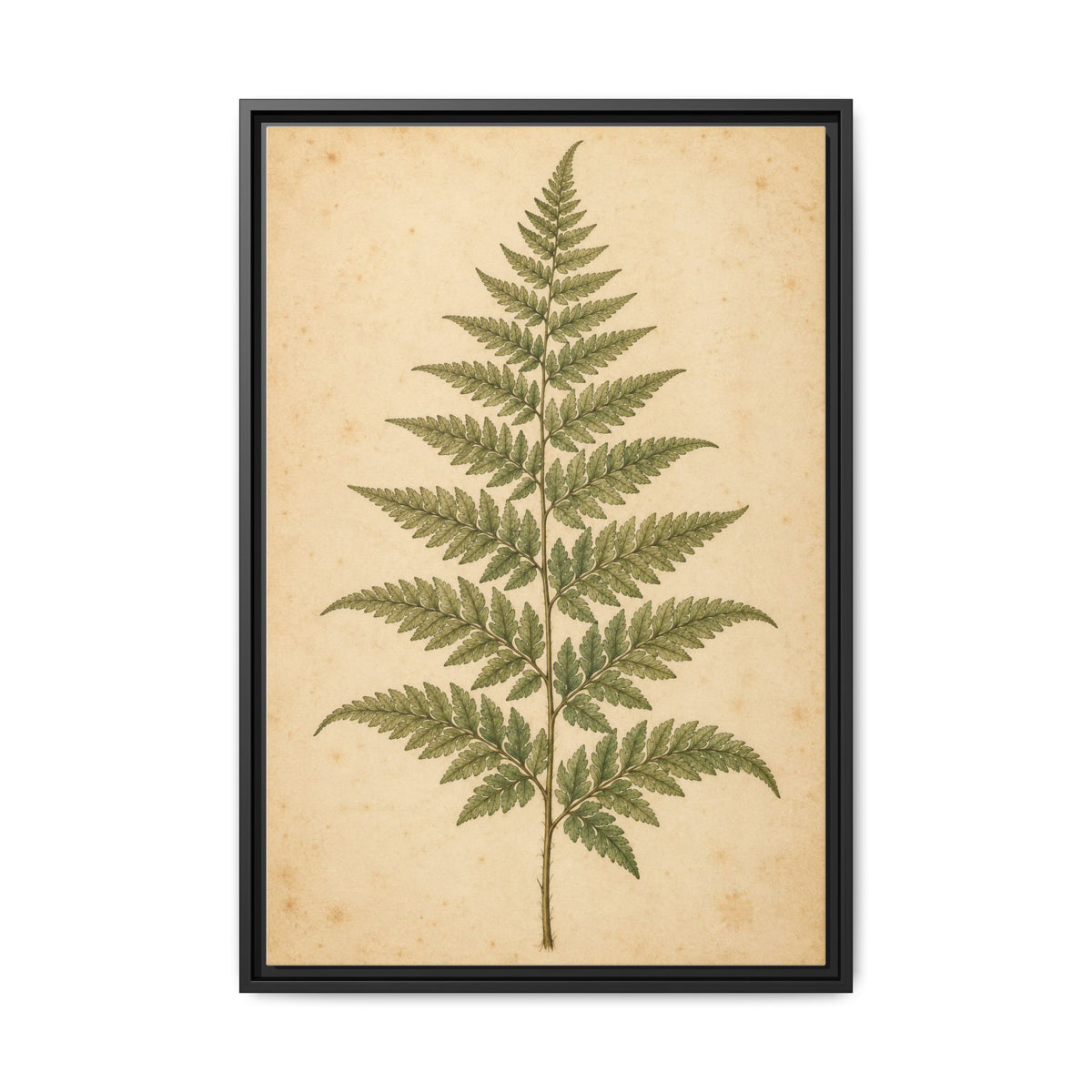 Fern Study · Framed Canvas