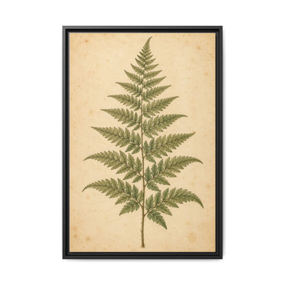 Fern Study · Framed Canvas