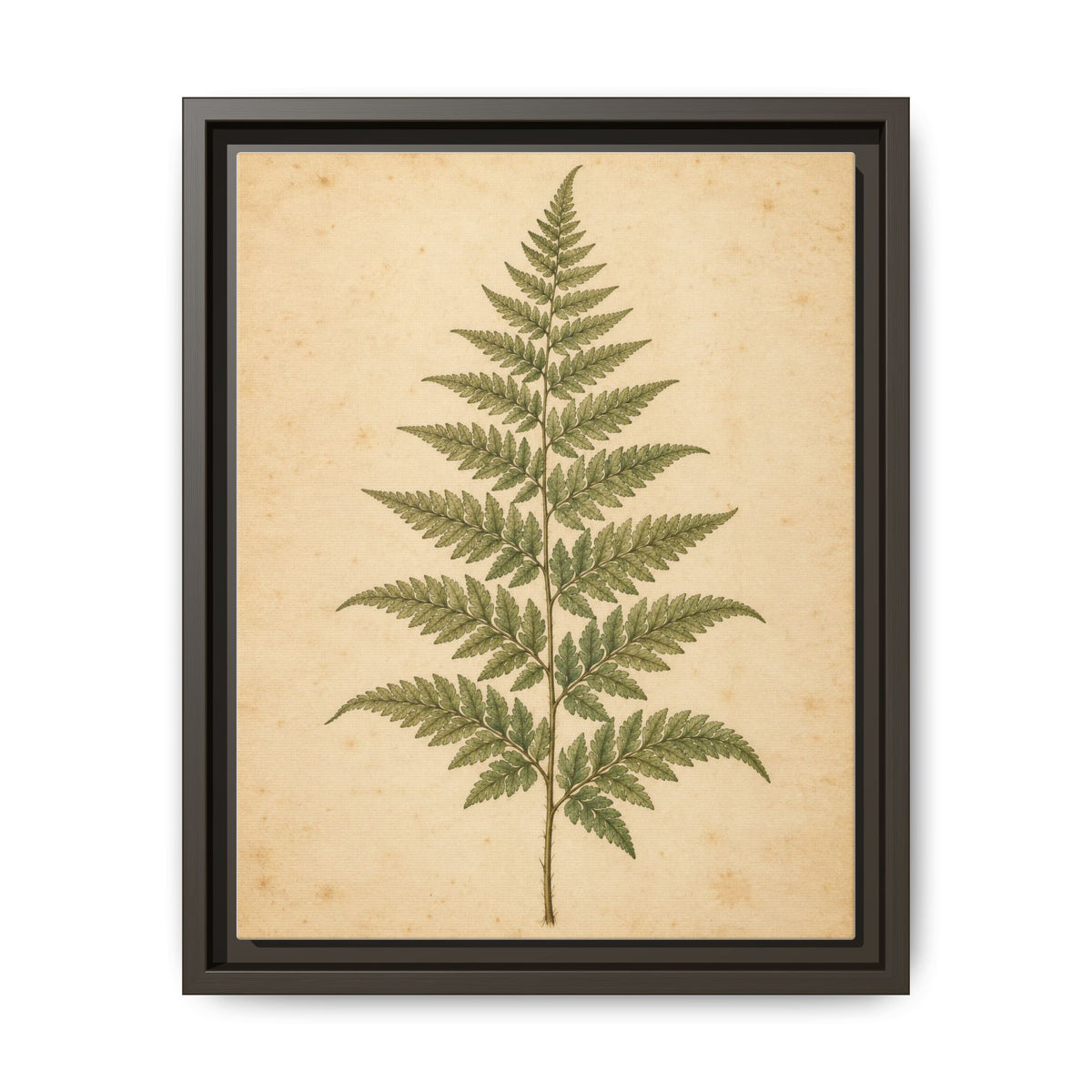 Fern Study · Framed Canvas