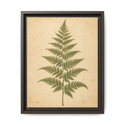 Fern Study · Framed Canvas