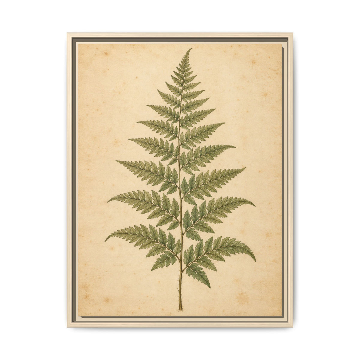 Fern Study · Framed Canvas