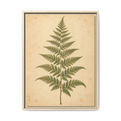 Fern Study · Framed Canvas